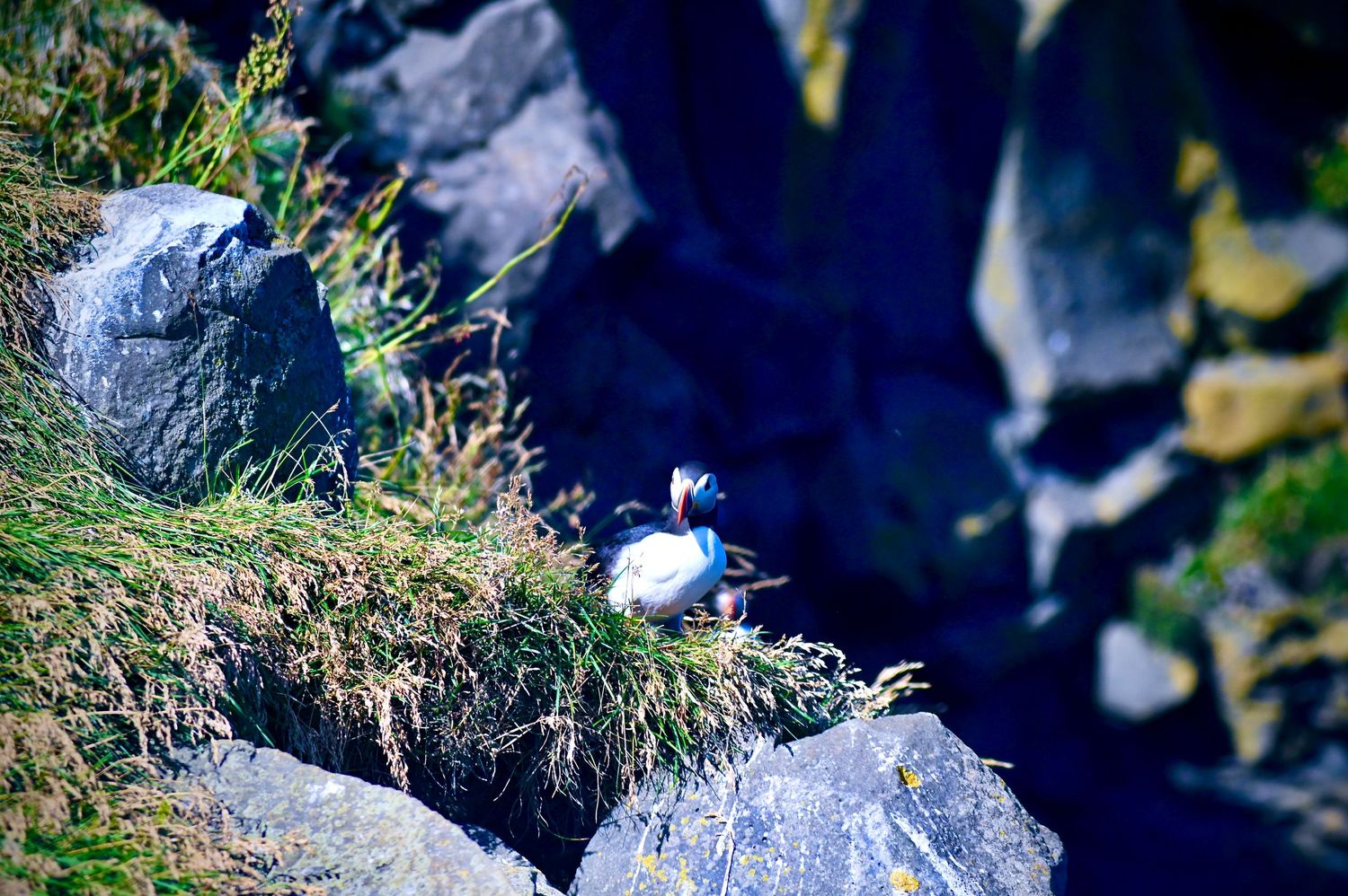 A puffin bird perched on rocky cliffs overlooking the ocean.