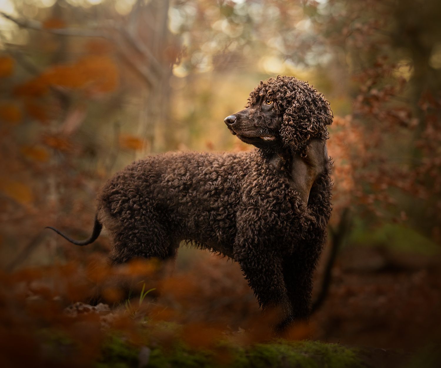 alderley edge spaniel photography