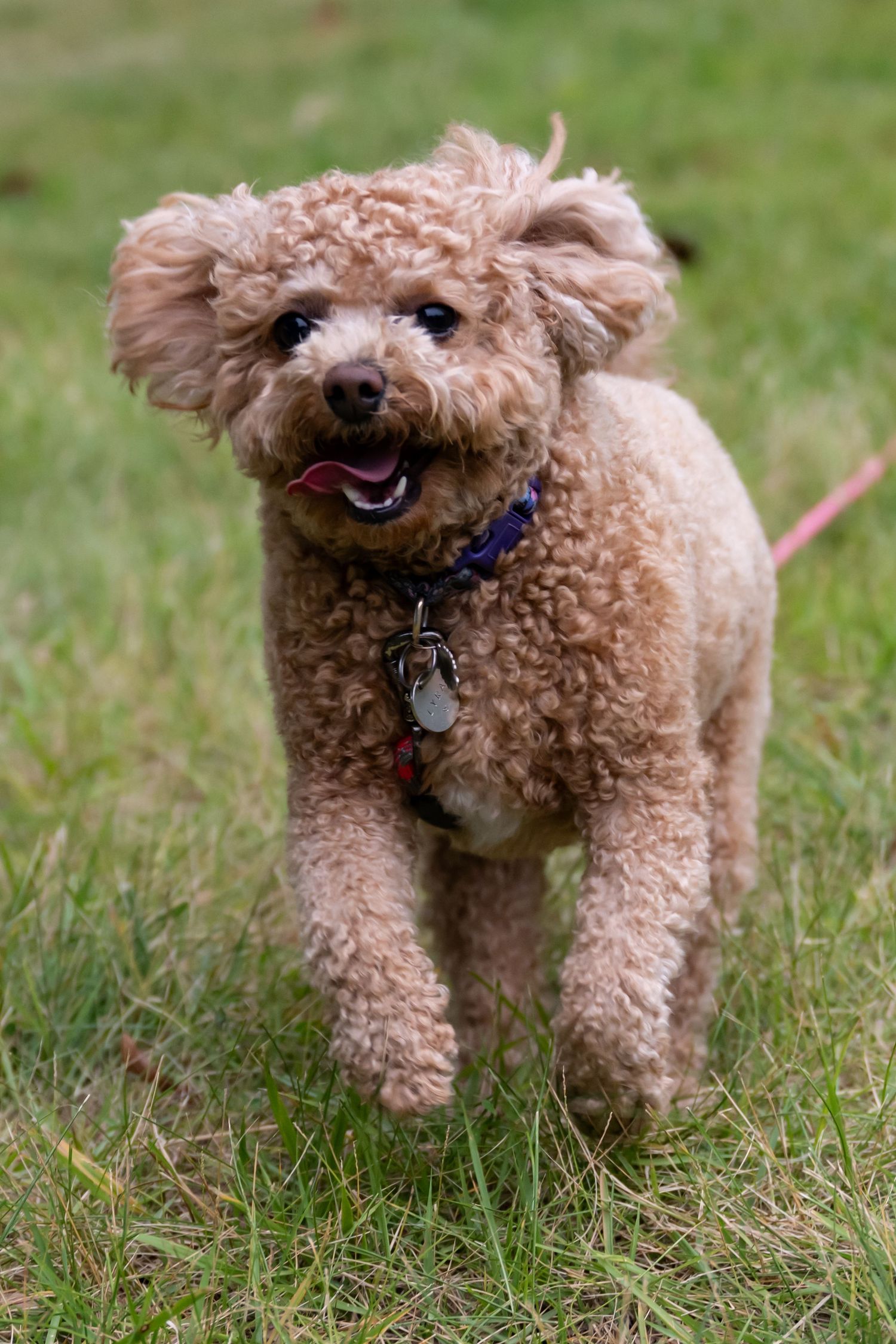 Pet Photography Dog Portrait