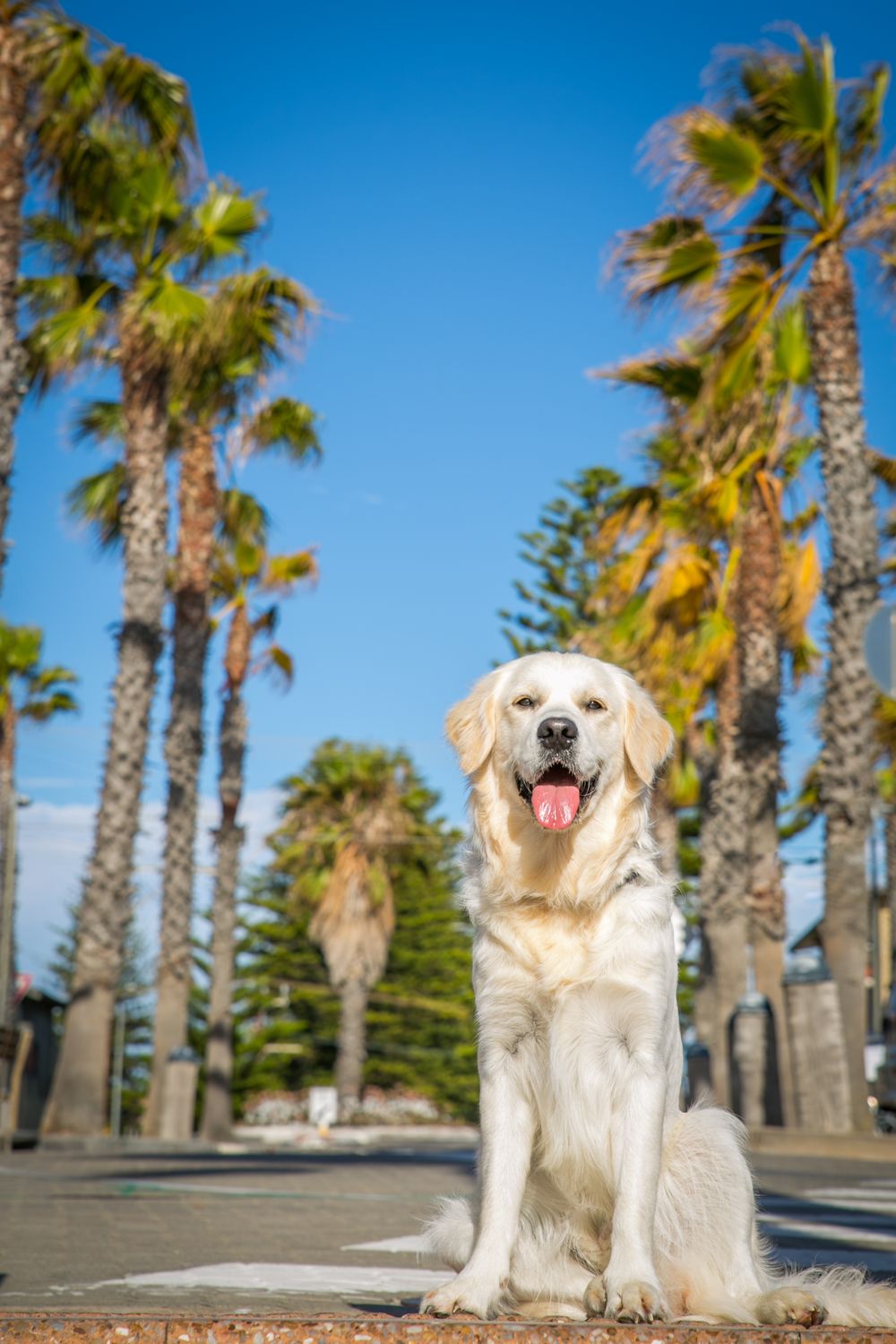 Adelaide Family Pet Phoyography