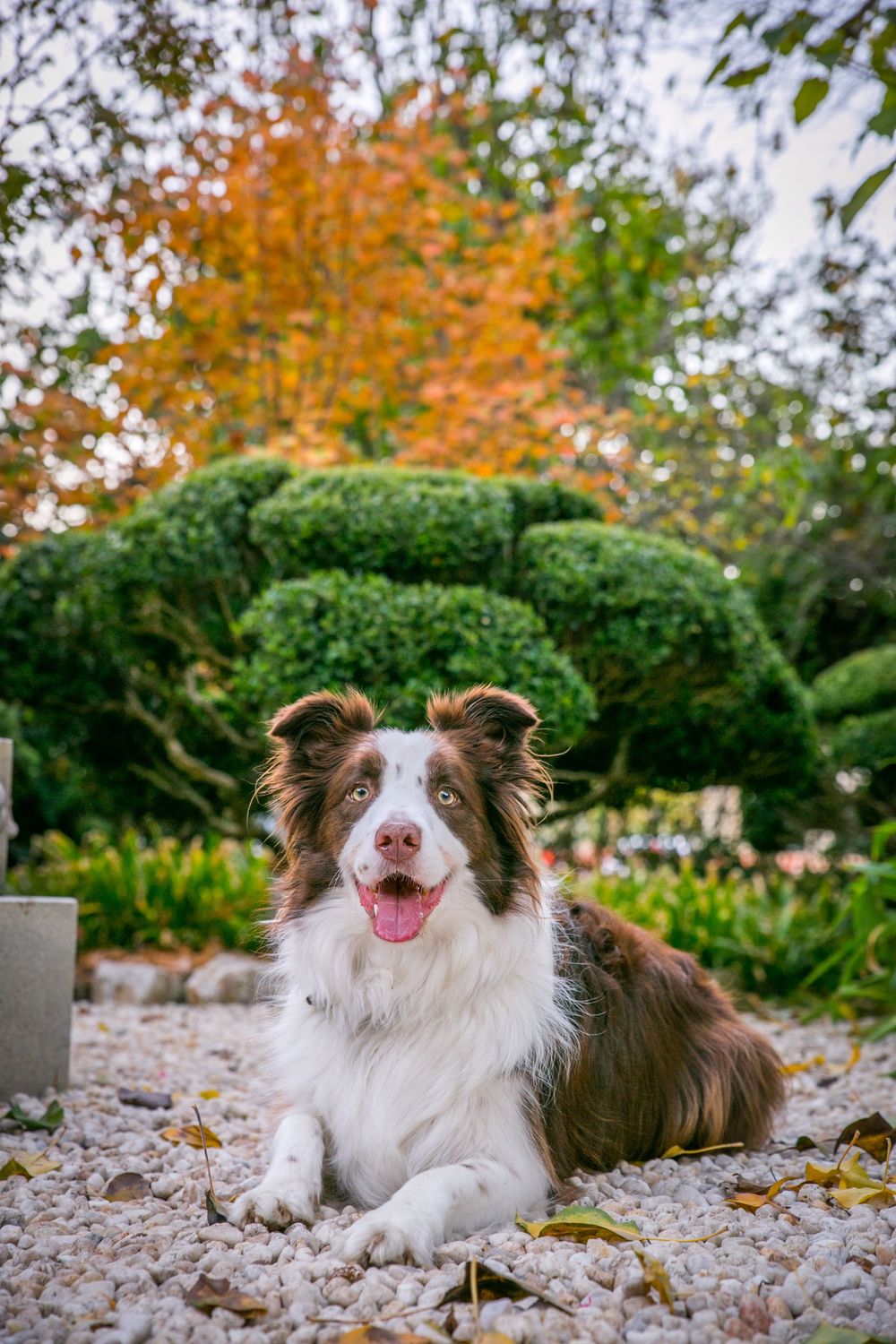 Adelaide Dog Photographer