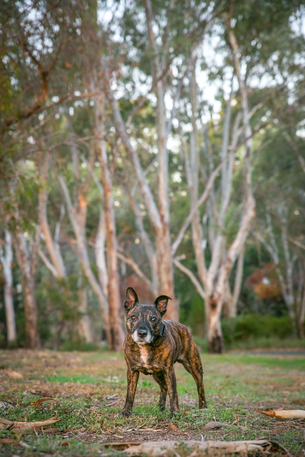 Adelaide Dog Photographers