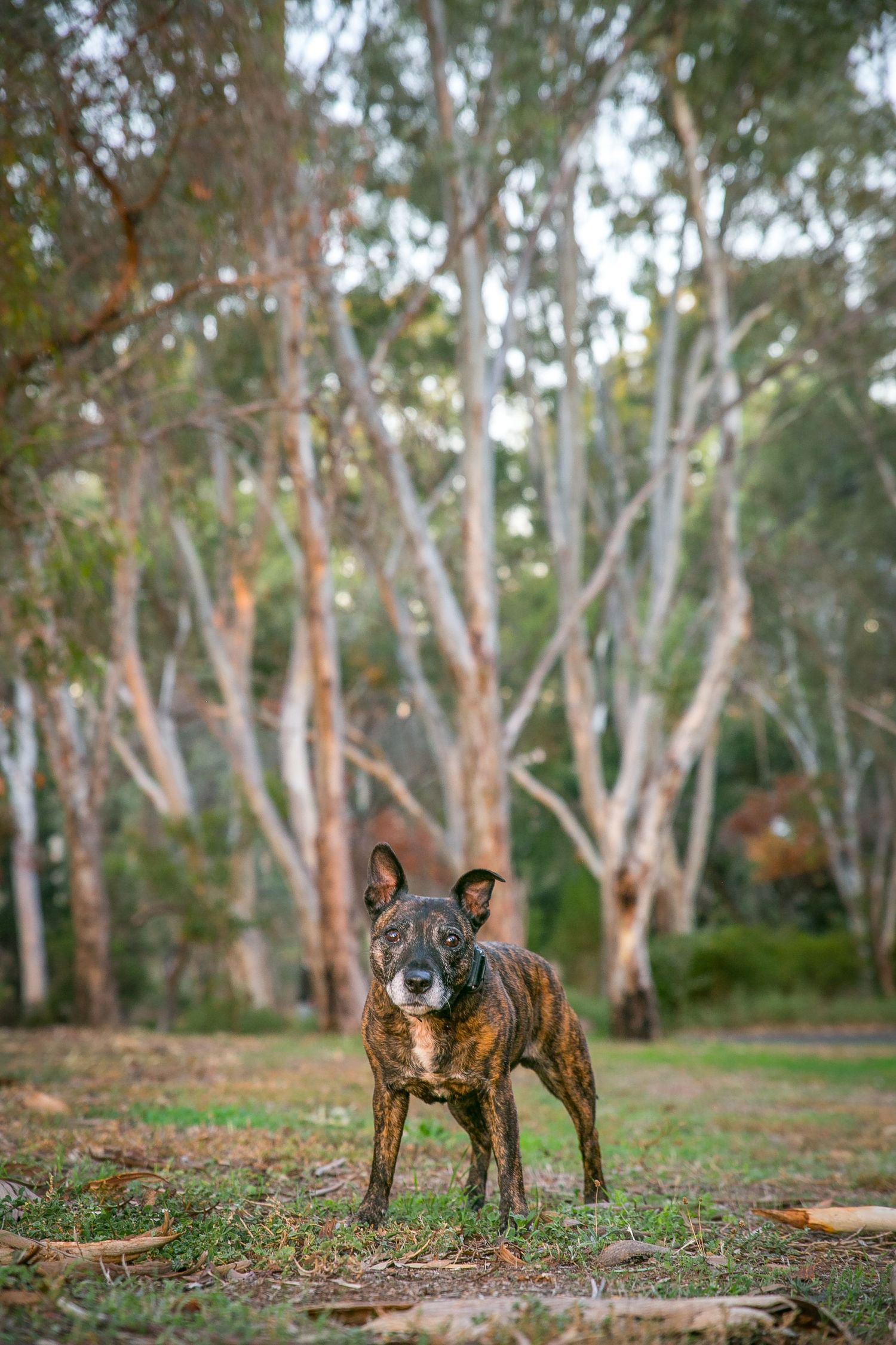 Adelaide Dog Photographers