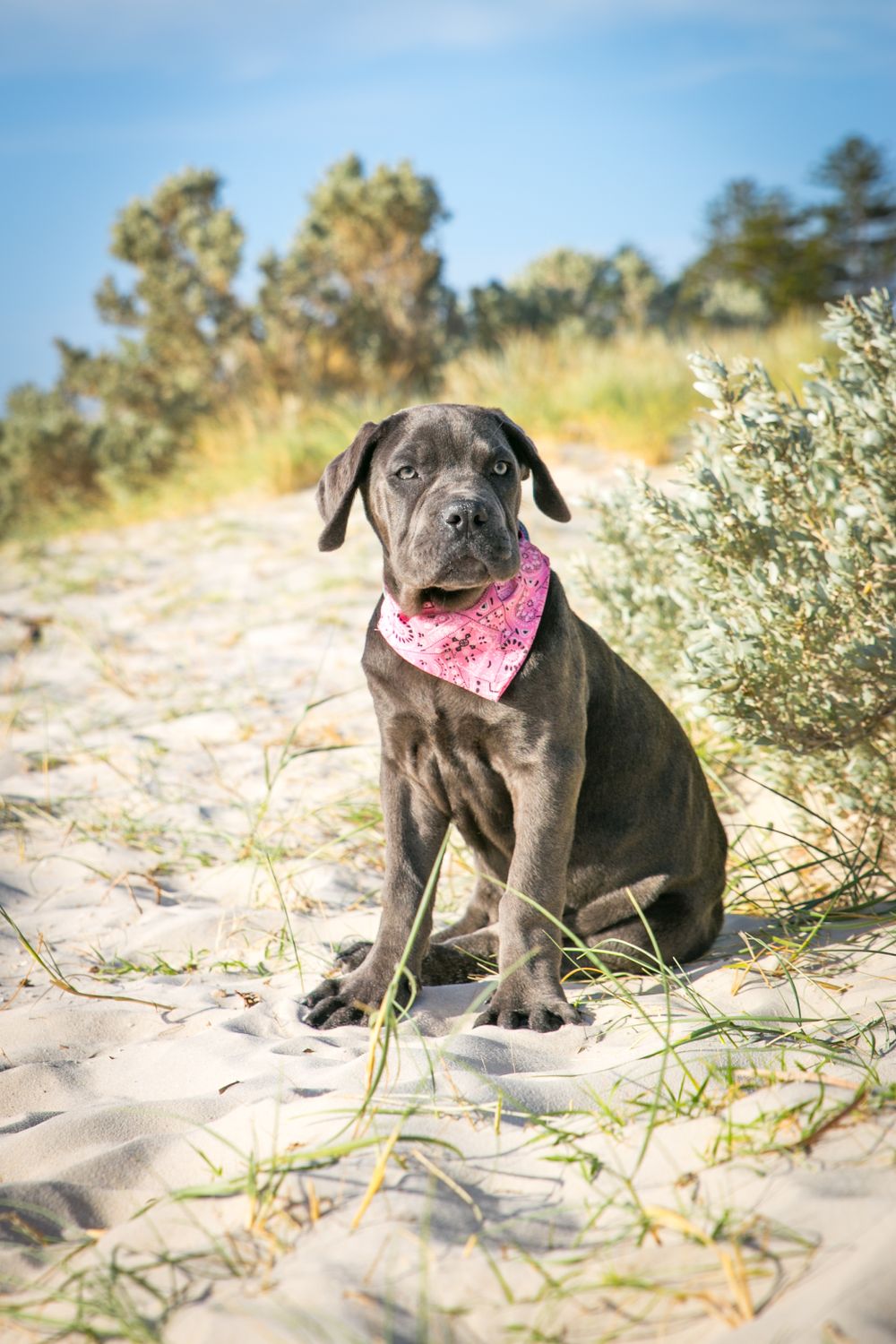 Adelaide Family Pet Photography