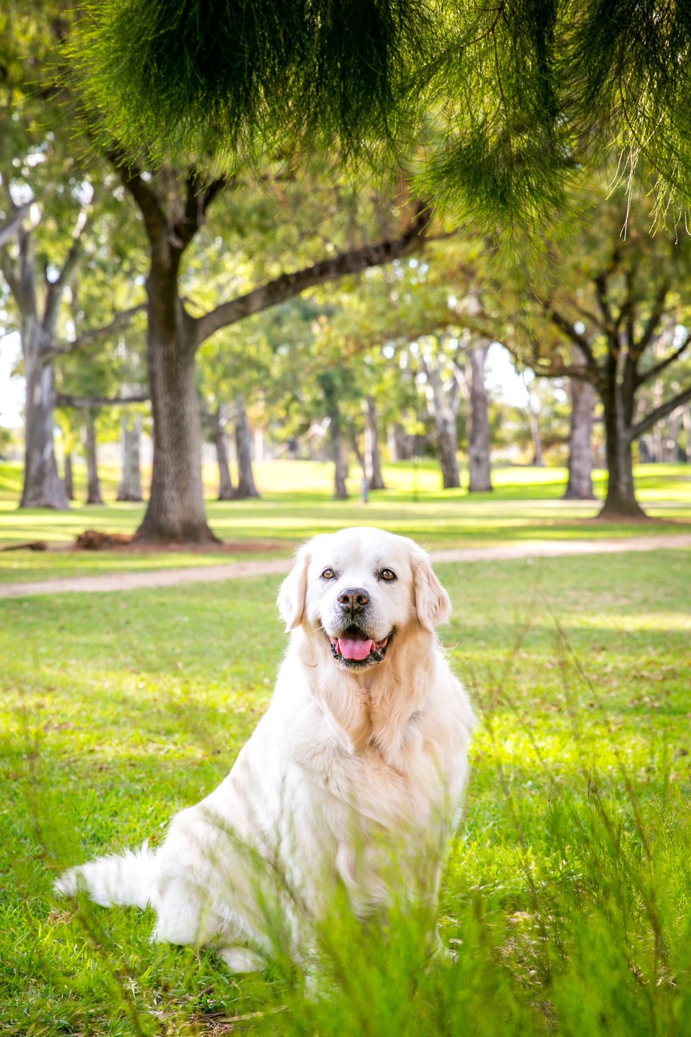 Adelaide Pet Photography