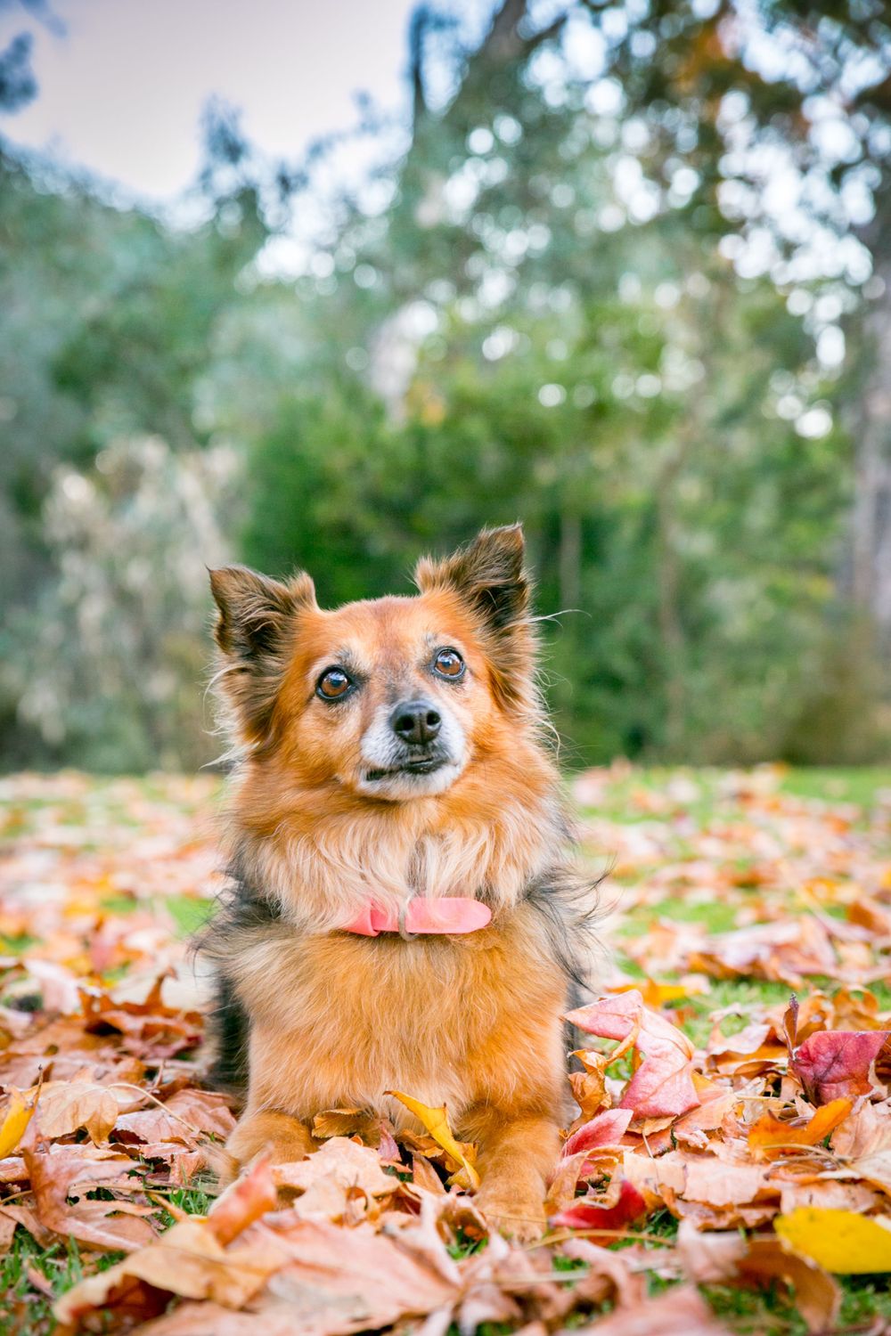 Adelaide Pet Photographer