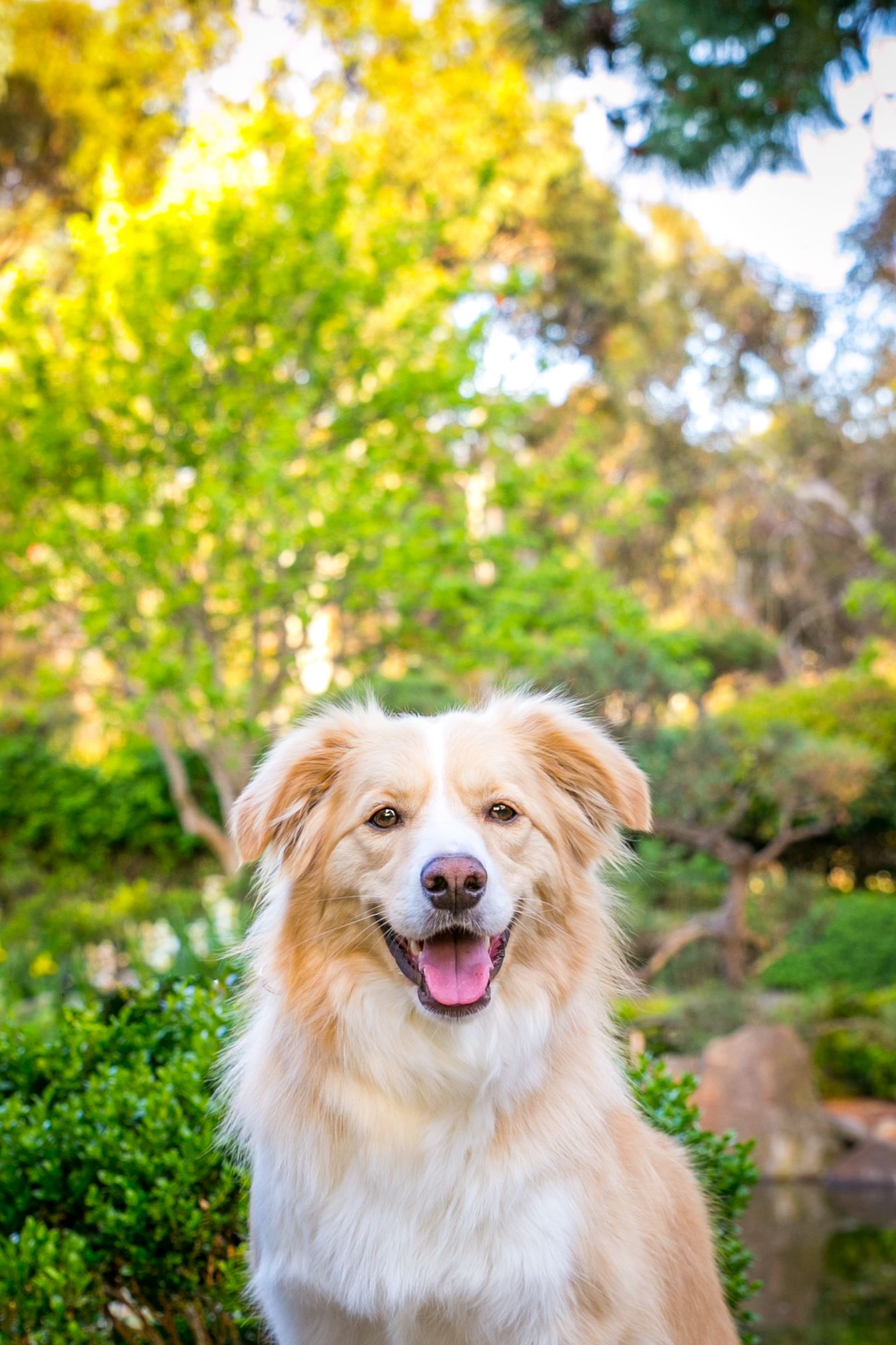 Adelaide Pet Photos
