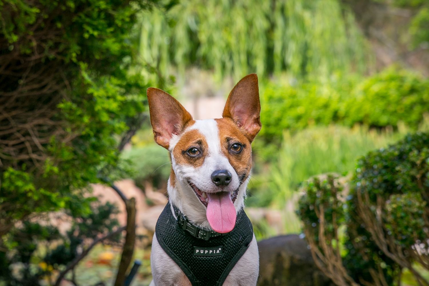 Adelaide Pet Portraits