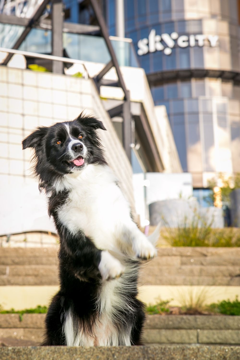 Adelaide Family Pet Photographer
