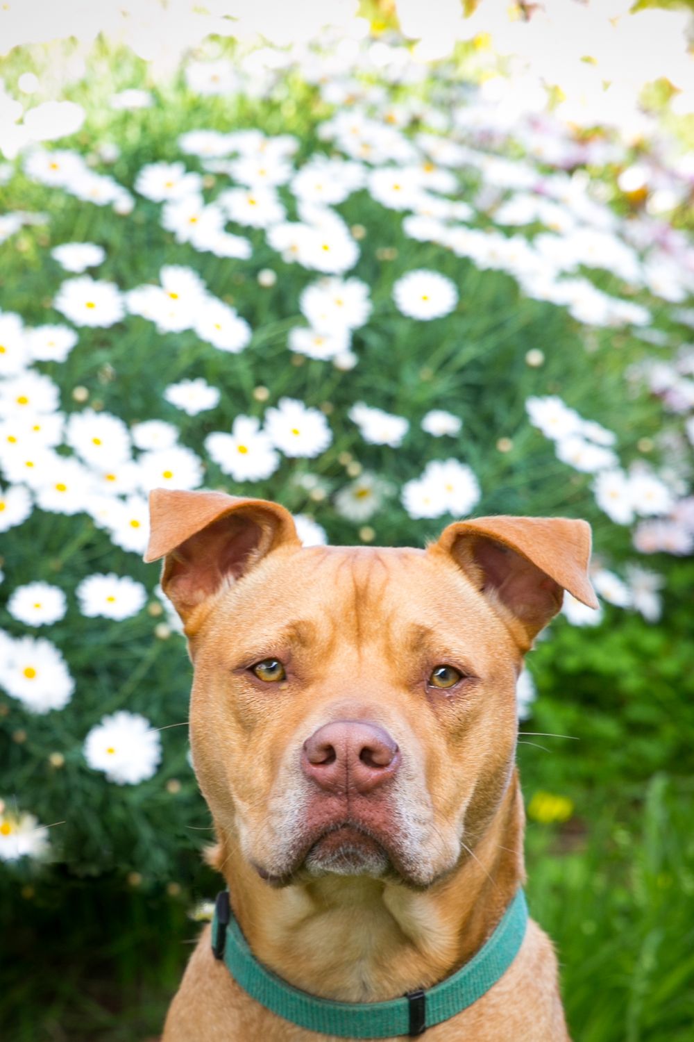 Pet Portraits Adelaide