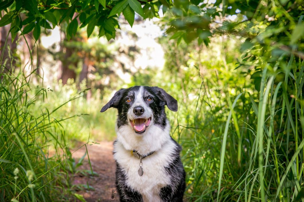 Adelaide Pet Photography