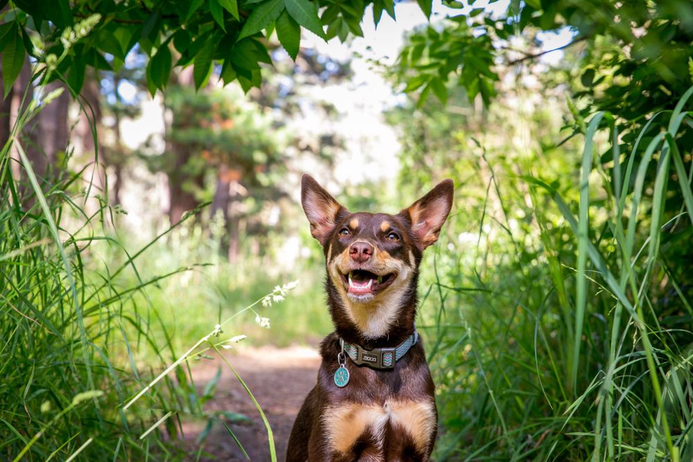 Adelaide Pet Portraits