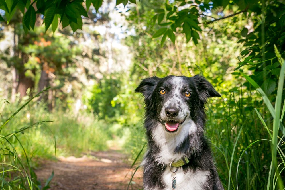 Adelaide Pet Photography
