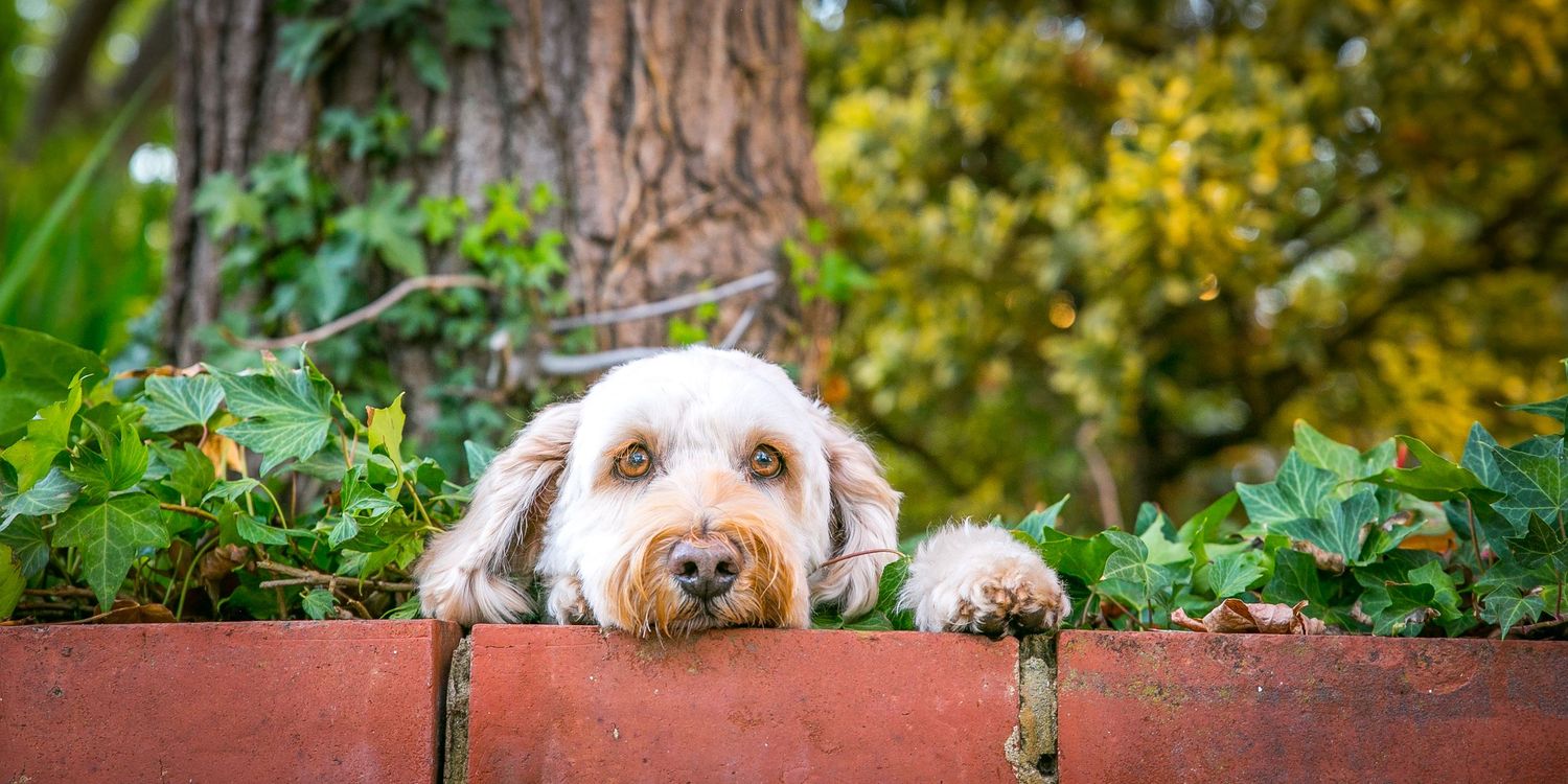 Adelaide Pet Portraits