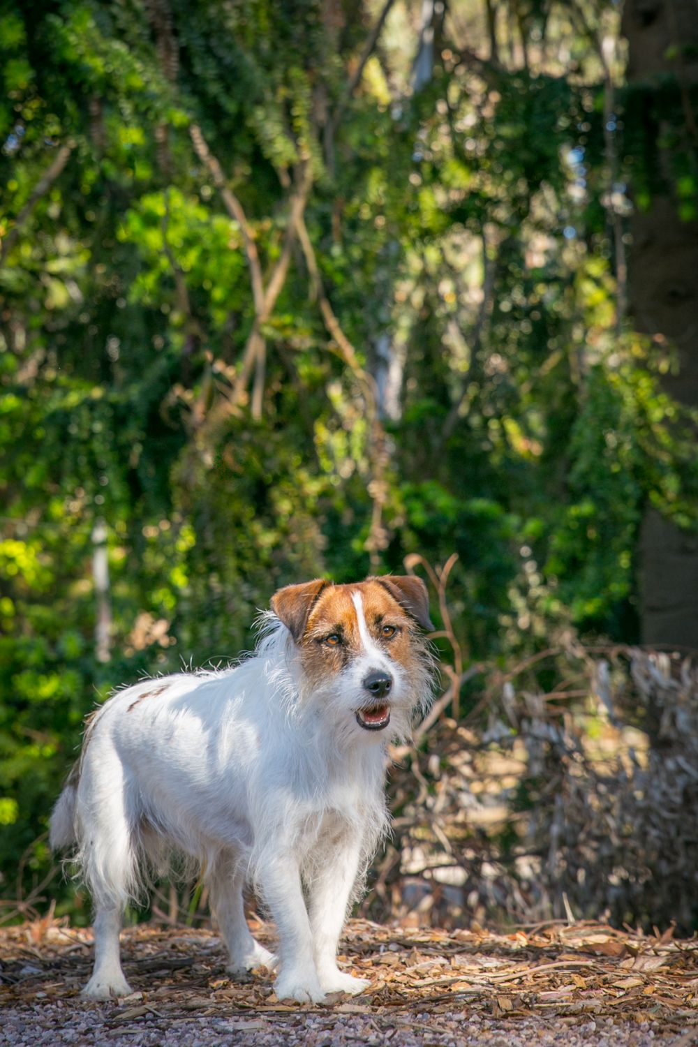 Adelaide Family Pet Photographer