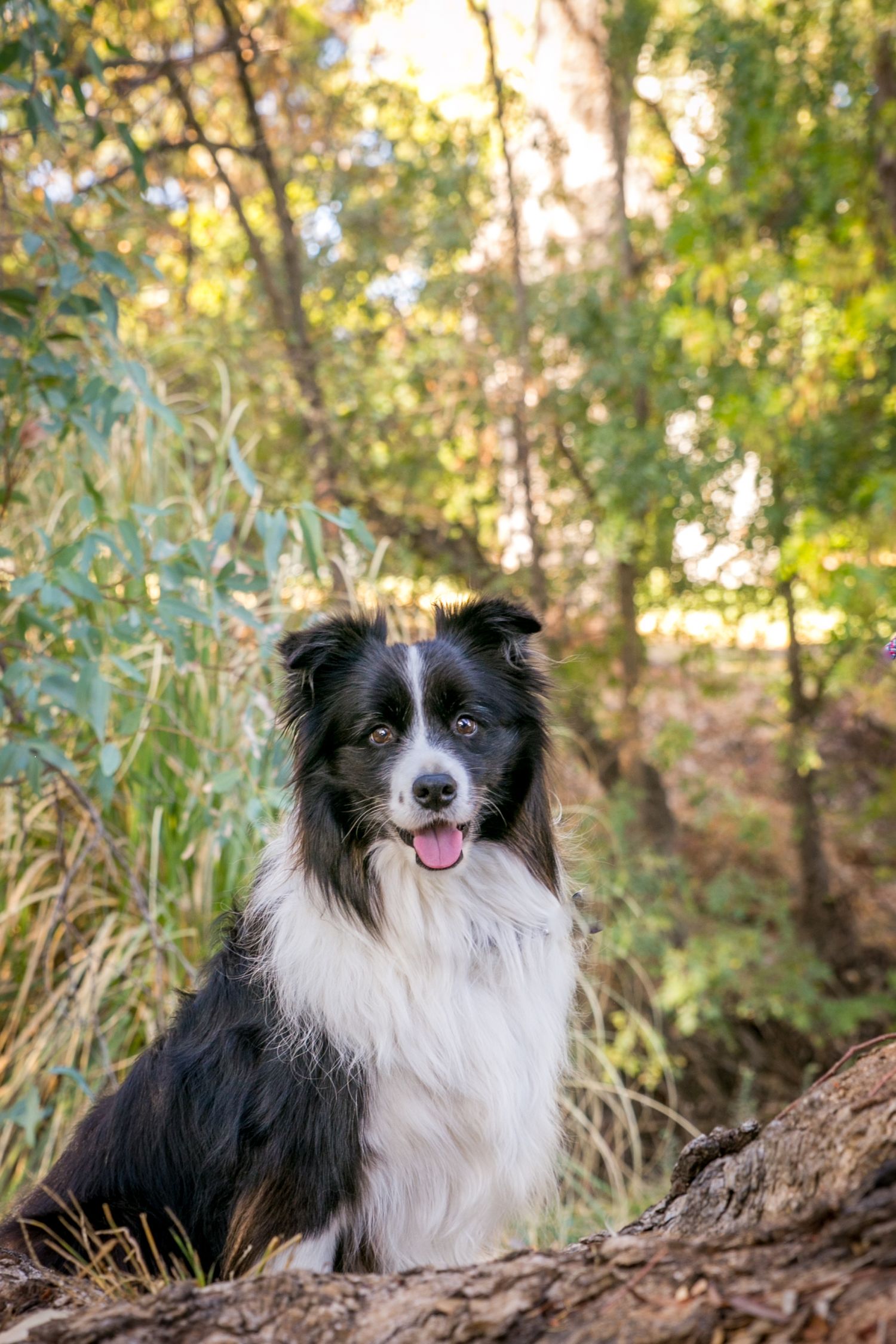 Adelaide Pet Photography