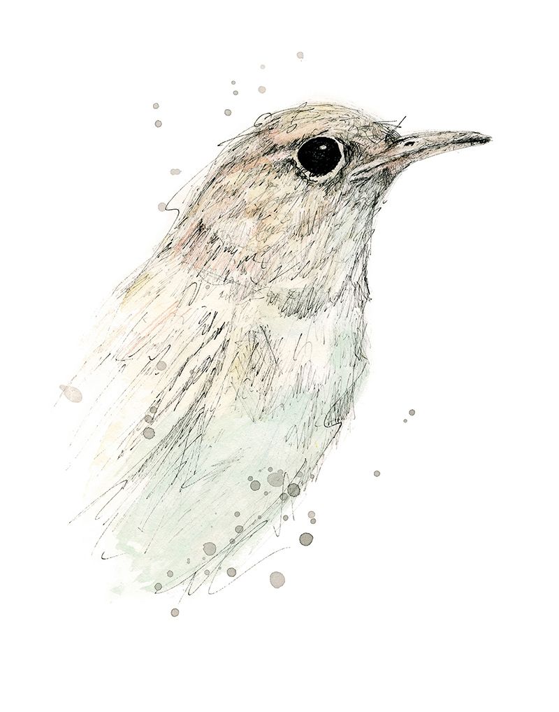 Delicate watercolor and ink illustration of a nightingale bird portrait with soft brown and mint tones and artistic ink splatter details.