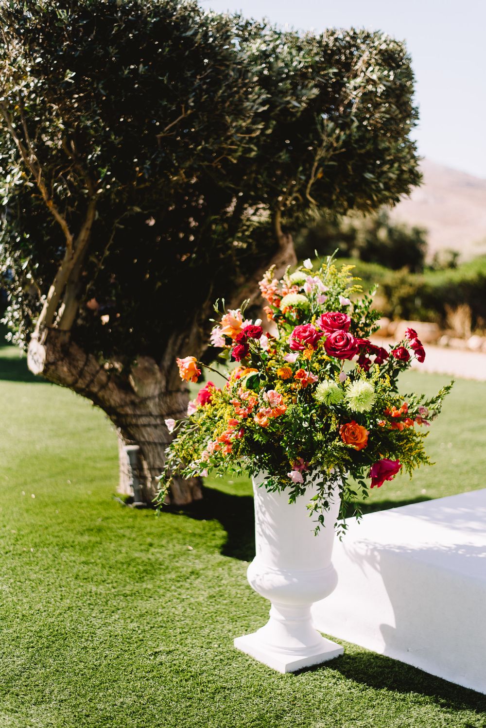 Colorful red, orange and pink floral arrangement in a white urn beside a gnarled olive tree on a sunny outdoor wedding lawn.