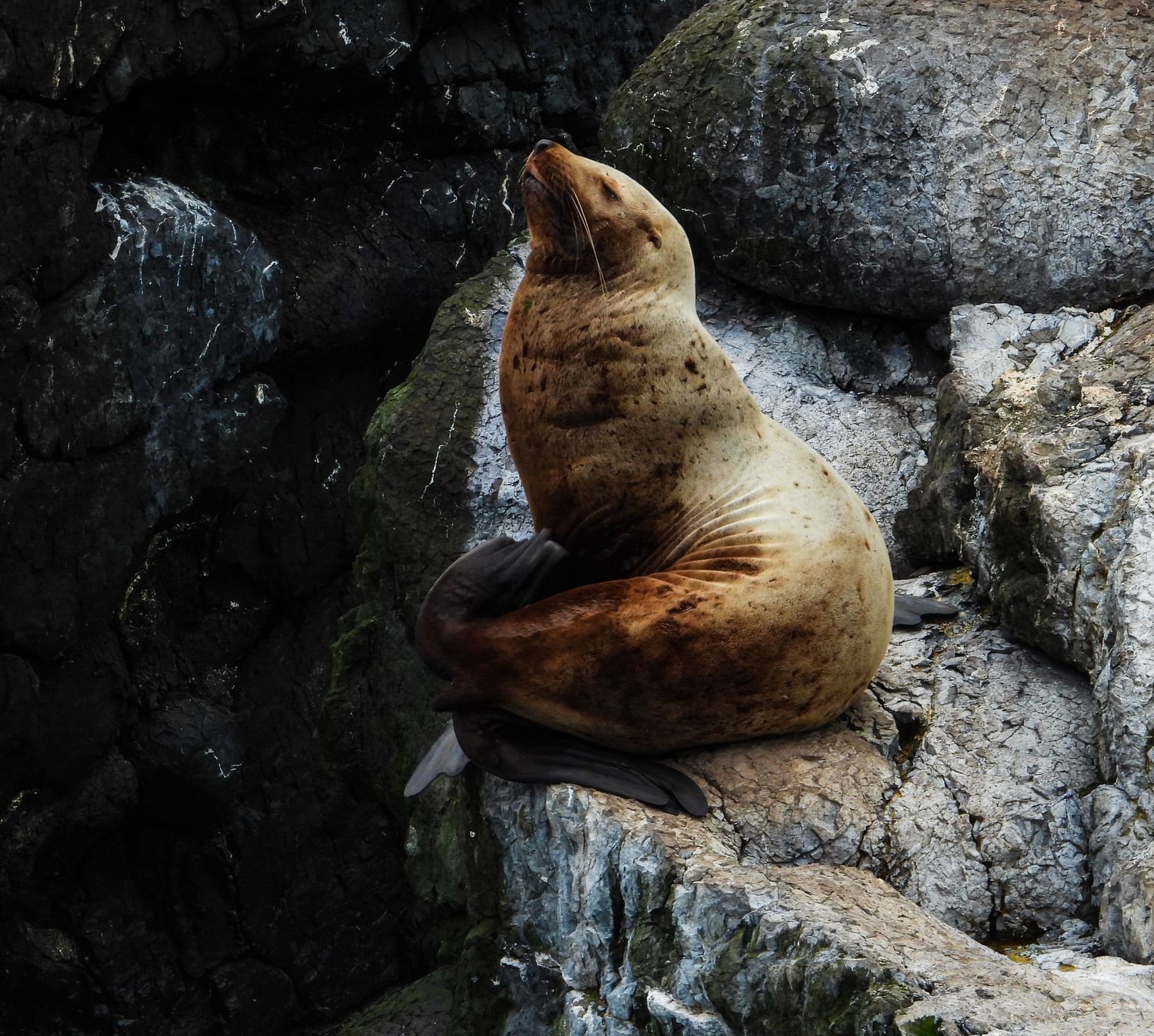 Brown Steller sea lion sits upright on a rocky shoreline with its head tilted back against dark coastal cliffs.
