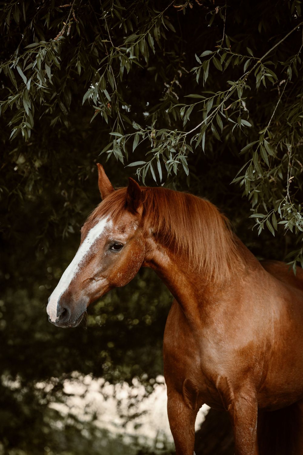 A chestnut horse with a white blaze stands gracefully beneath lush green tree branches in natural light.