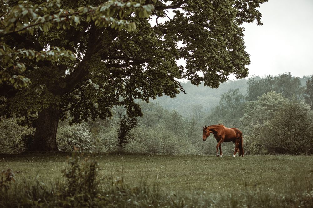 A chestnut horse stands peacefully in a lush green meadow beneath a large oak tree on a misty day.