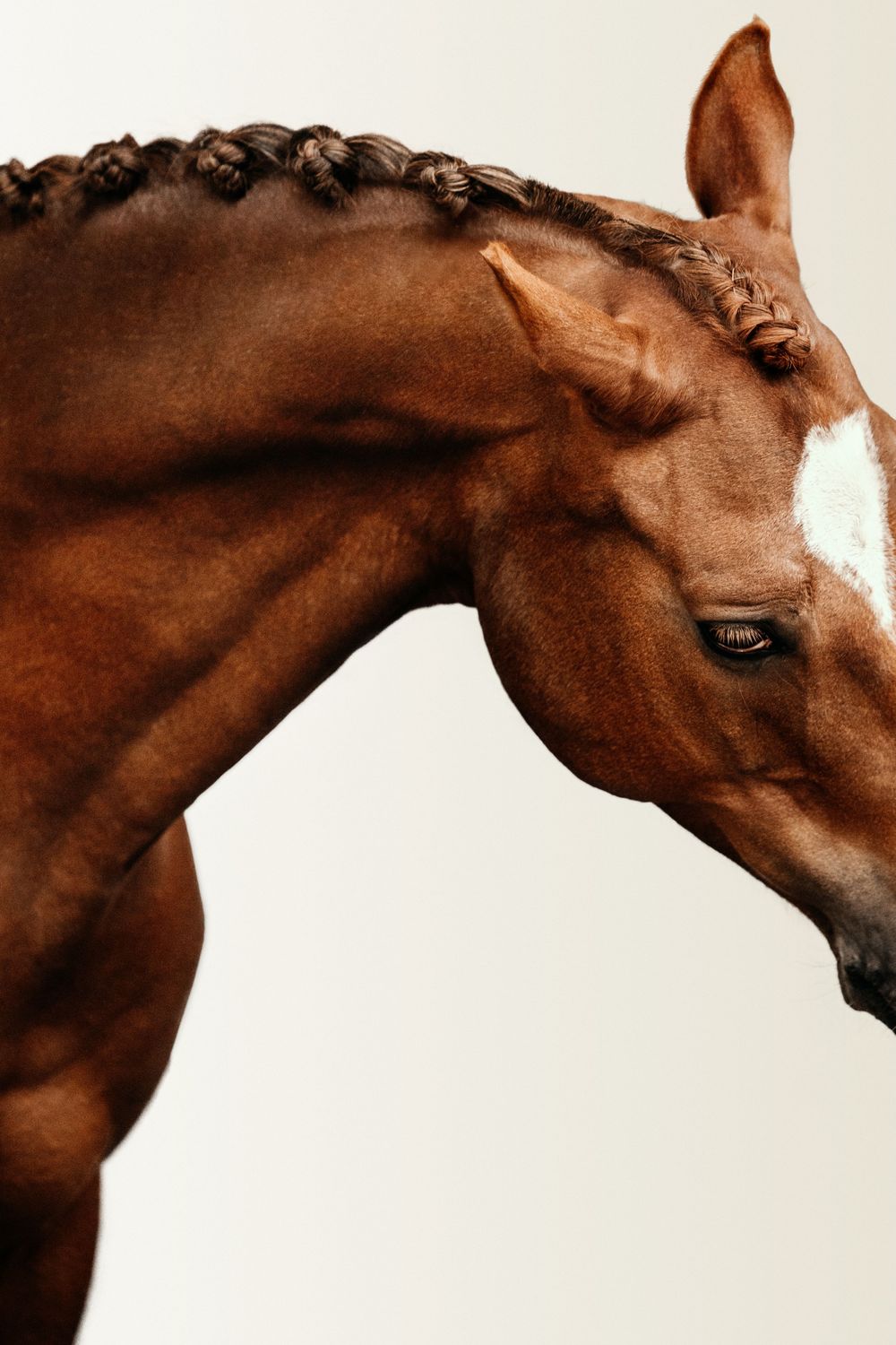 Close-up of a chestnut horse with braided mane and white blaze, elegant neck arched downward against neutral background.
