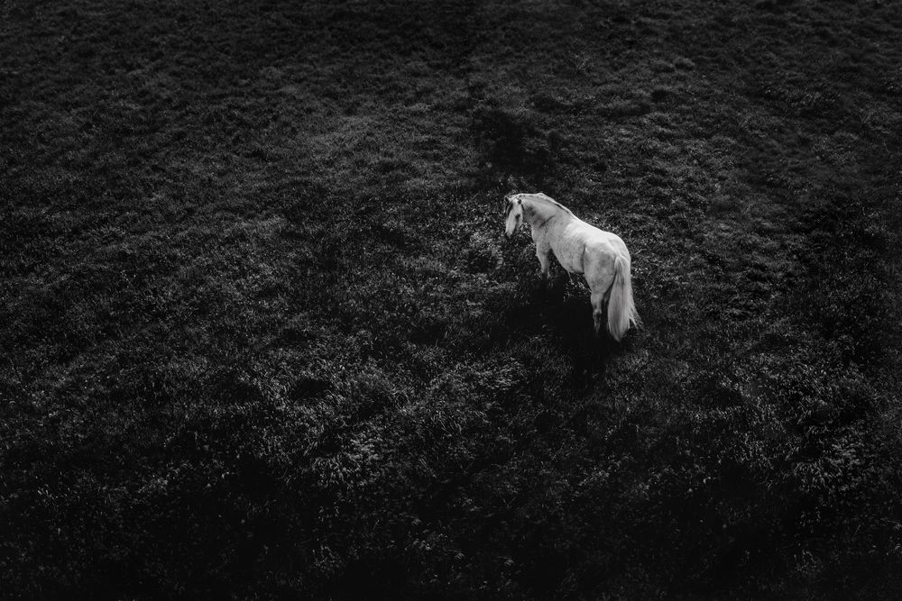 A lone white horse stands in a dark grassy field, captured in moody black and white aerial photography.