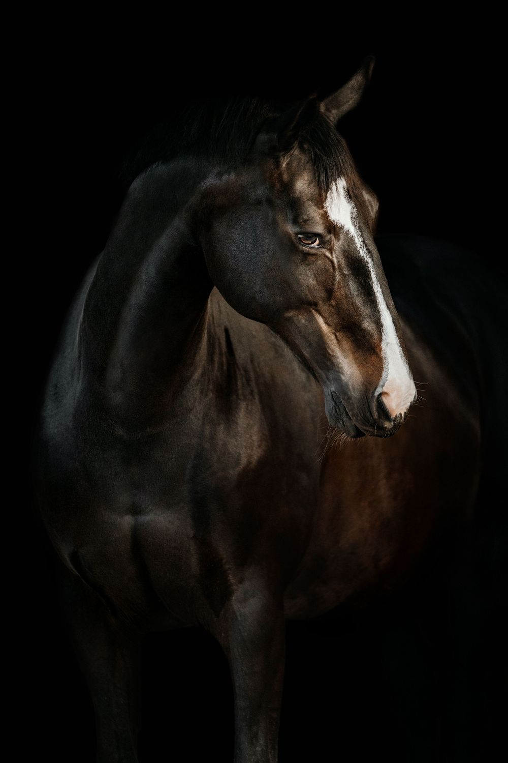 A majestic dark bay horse with a white blaze stands against a dramatic black background in a studio portrait.