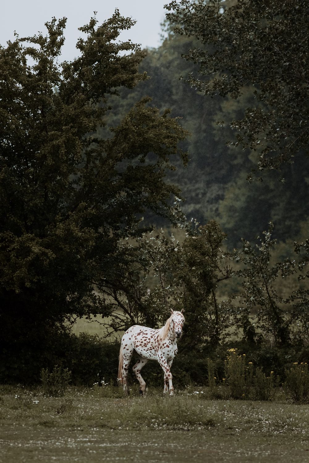 Spotted Appaloosa horse standing alone in a lush green meadow surrounded by tall trees in a serene countryside setting.