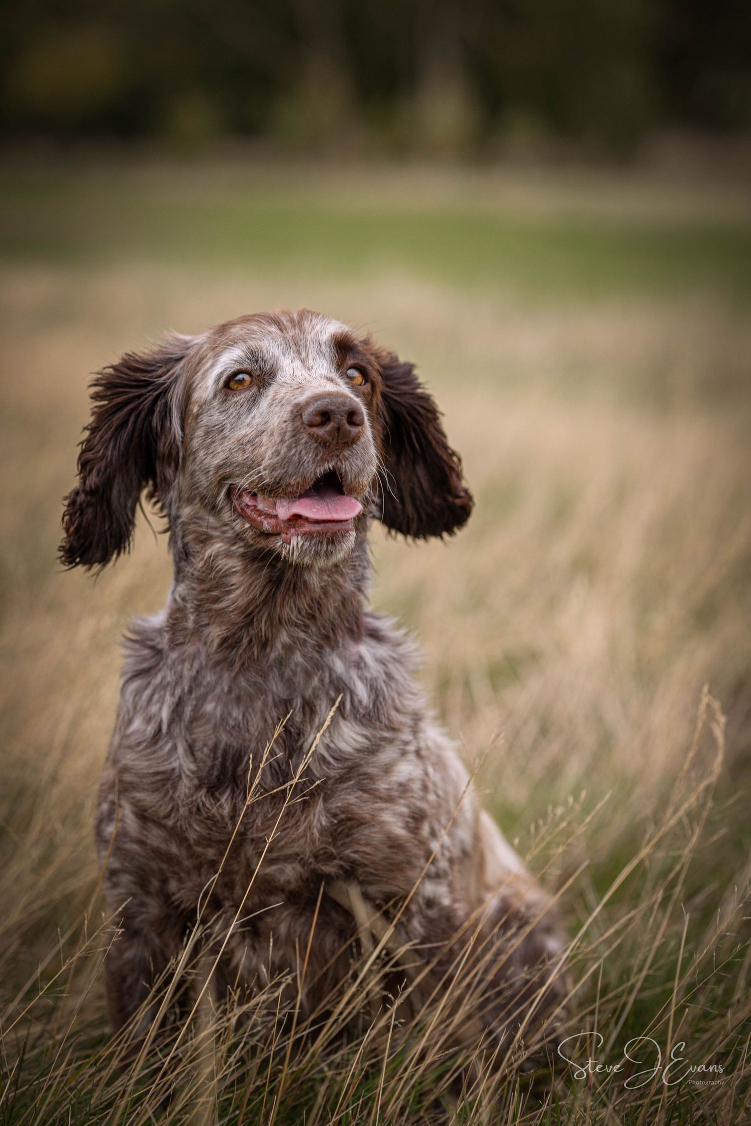 Filey based dog and pet photography by award winning photographer Steve J Evans.