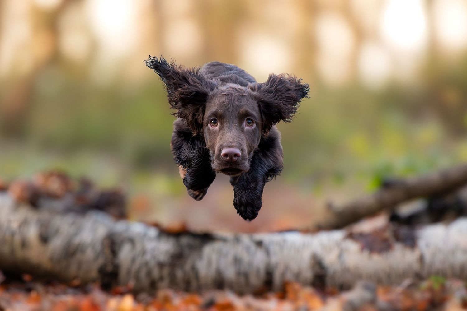 A dark brown Cocker Spaniel leaps over a log in a forest, ears flying mid-air.