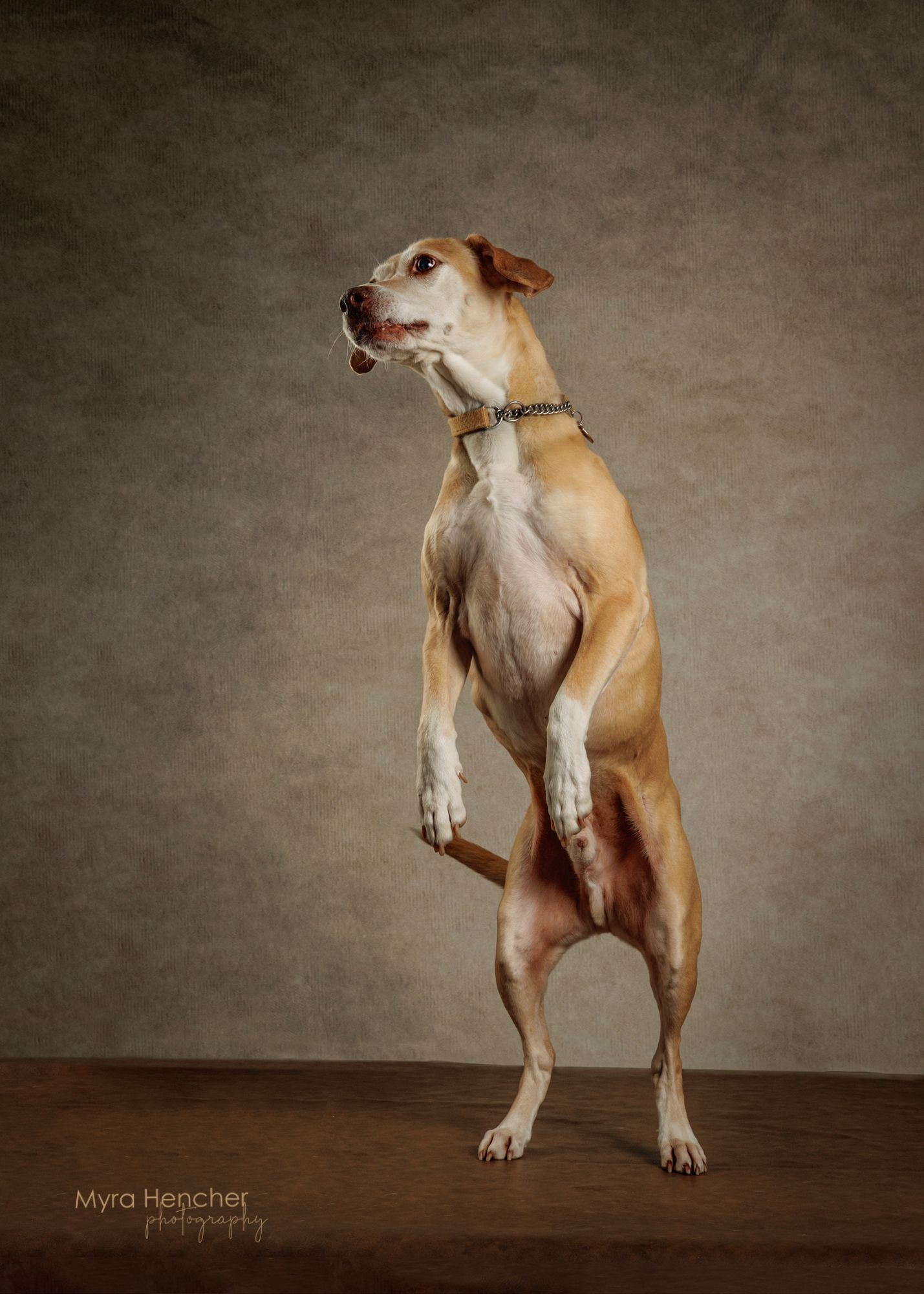 A tan dog stands on hind legs on a wooden surface, wearing a collar, against a gray studio backdrop.