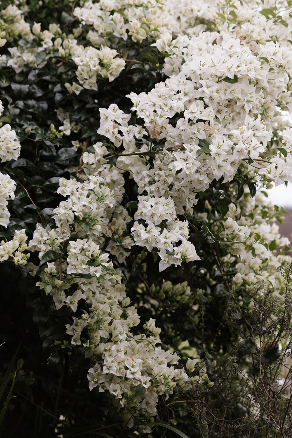 Delicate white bougainvillea flowers bloom abundantly against dark foliage in a garden setting.