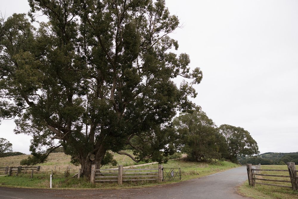 A winding rural road leads past a large tree and wooden fence gates on an overcast day.