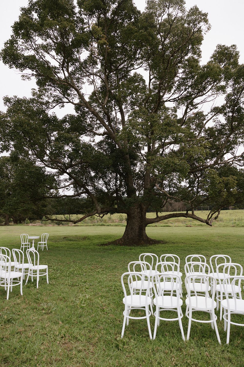 White chairs arranged for an outdoor ceremony under a large sprawling tree on a grassy lawn.