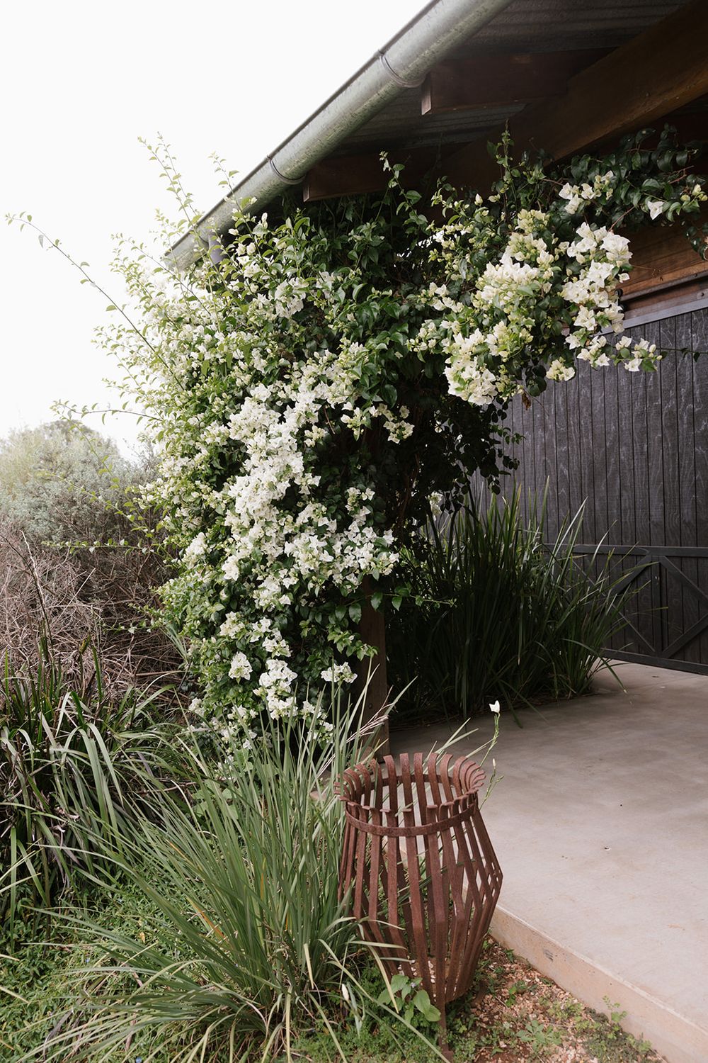 A wooden fence surrounded by blooming white jasmine flowers and desert landscaping creates a serene garden scene.