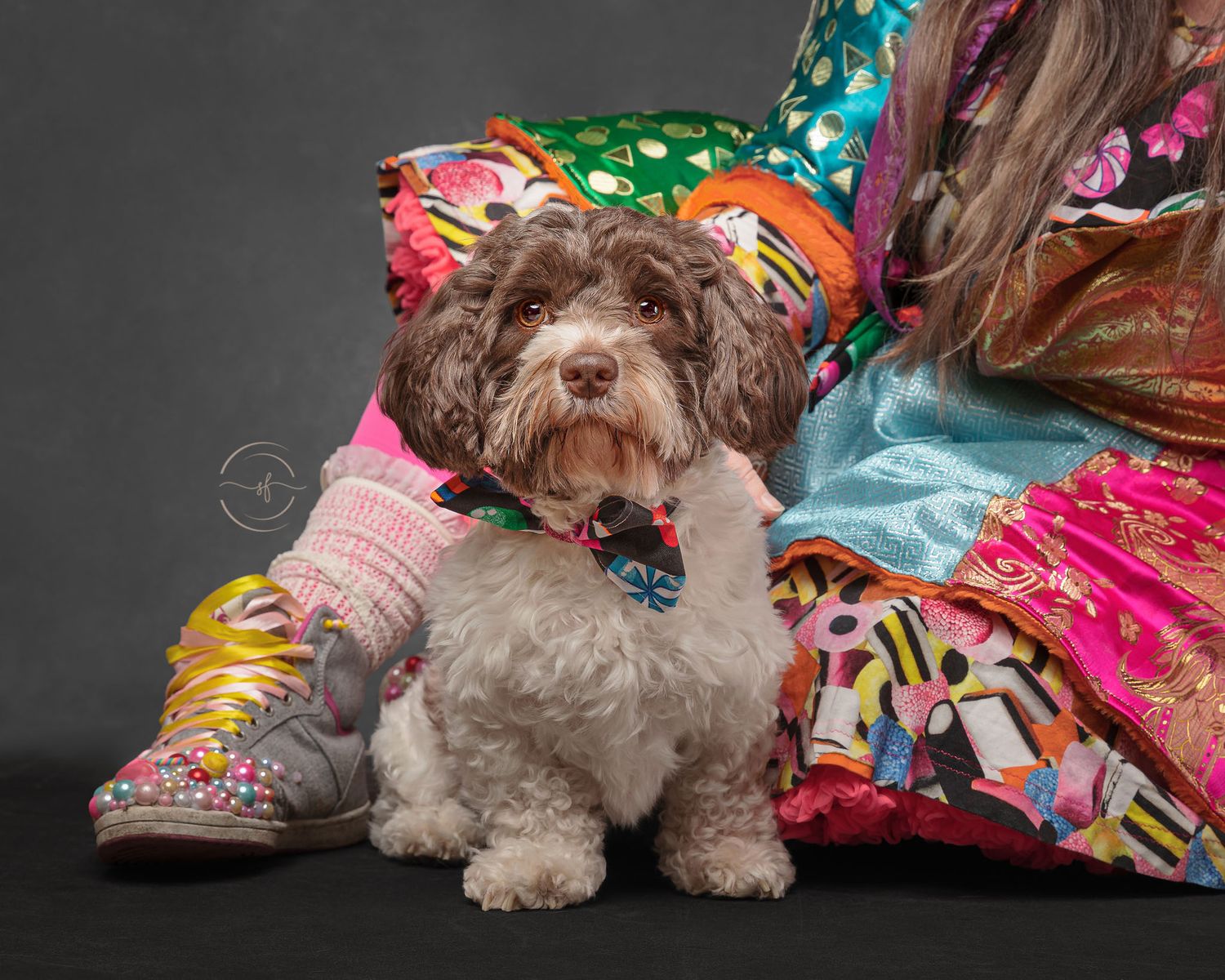 Fluffy brown and white dog wearing a bow tie sits beside colorful pillows and patterned shoes on gray background.