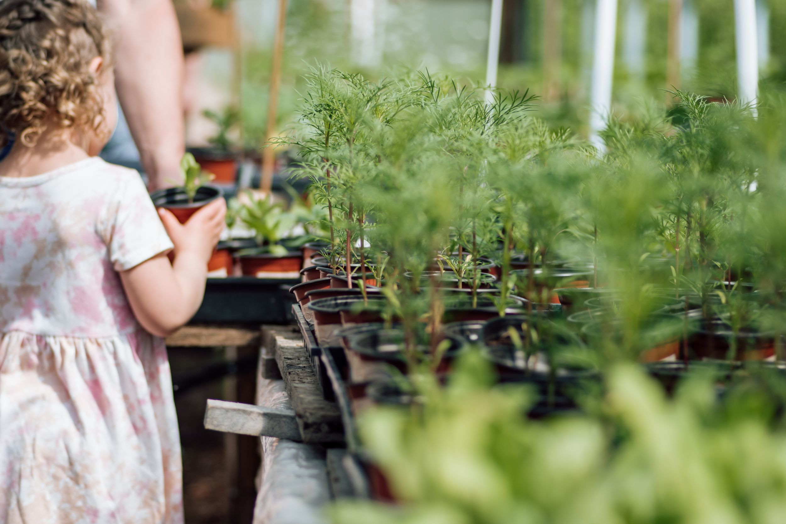 A young girl explores rows of potted green plants in a lush greenhouse nursery.