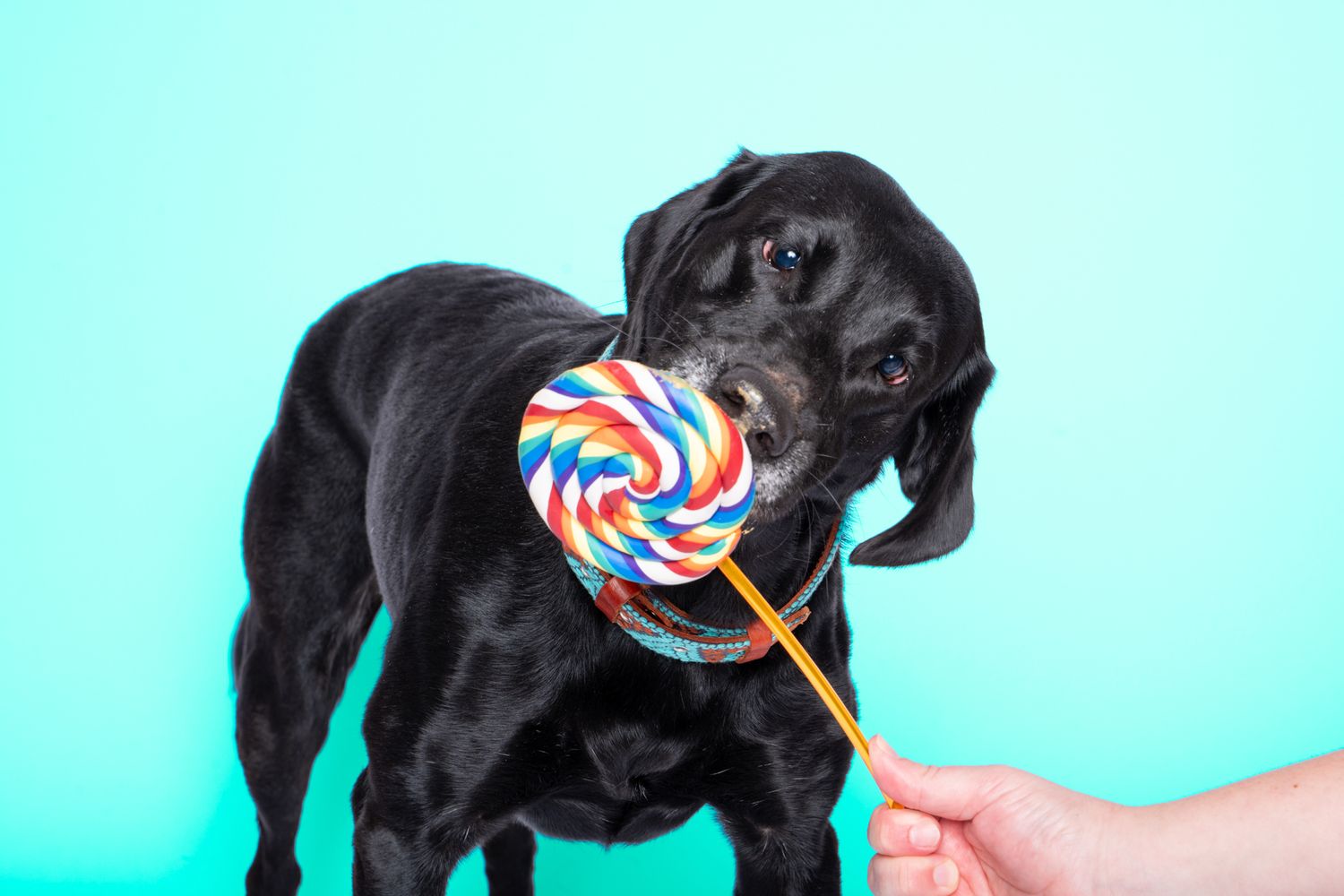 Black Labrador dog licking a colorful swirl lollipop held by a human hand on white background.