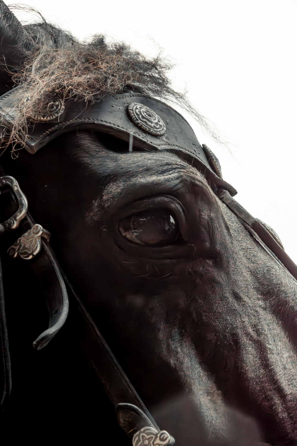 Close-up of a dark black horse wearing ornate silver-decorated leather bridle and harness, with expressive eye visible.