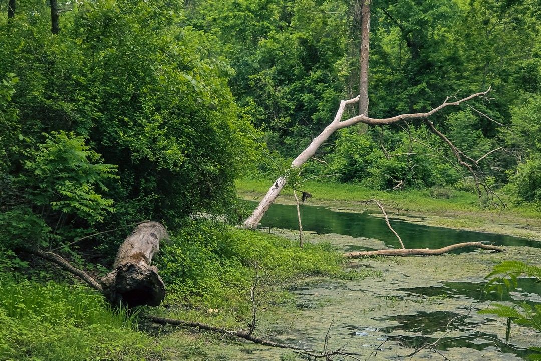 fallen tree