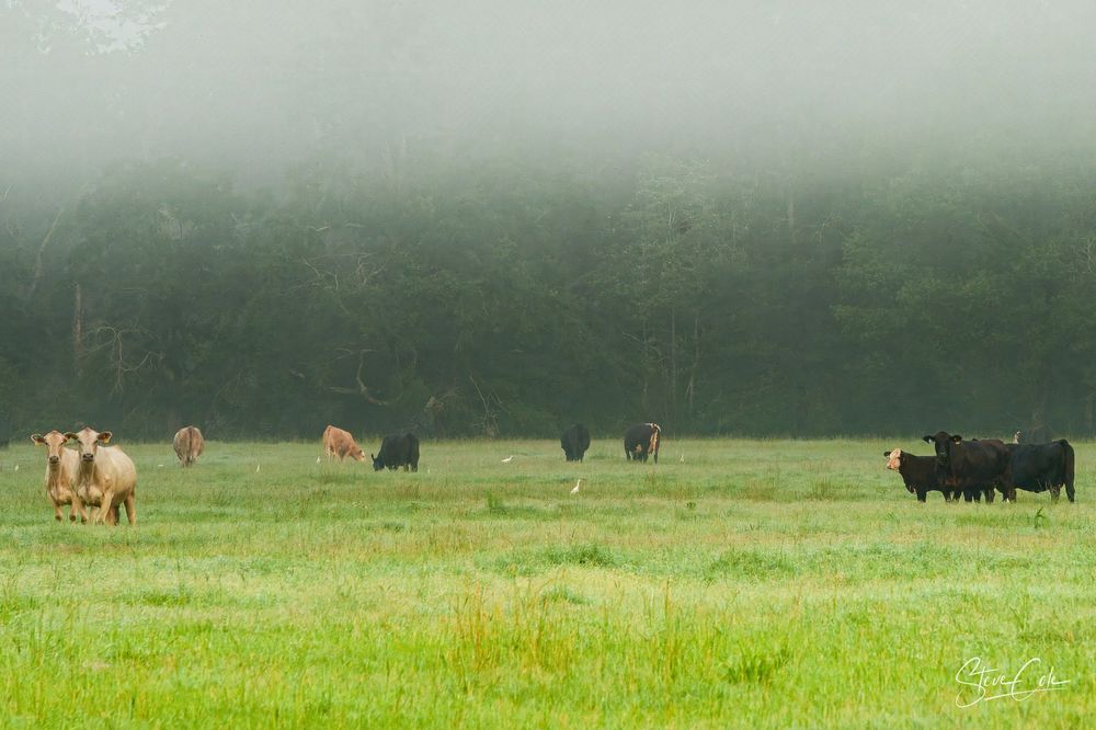 Herd of cattle grazing in a misty green pasture with a dense tree line in the fog, photo by Steve Cole Photography.