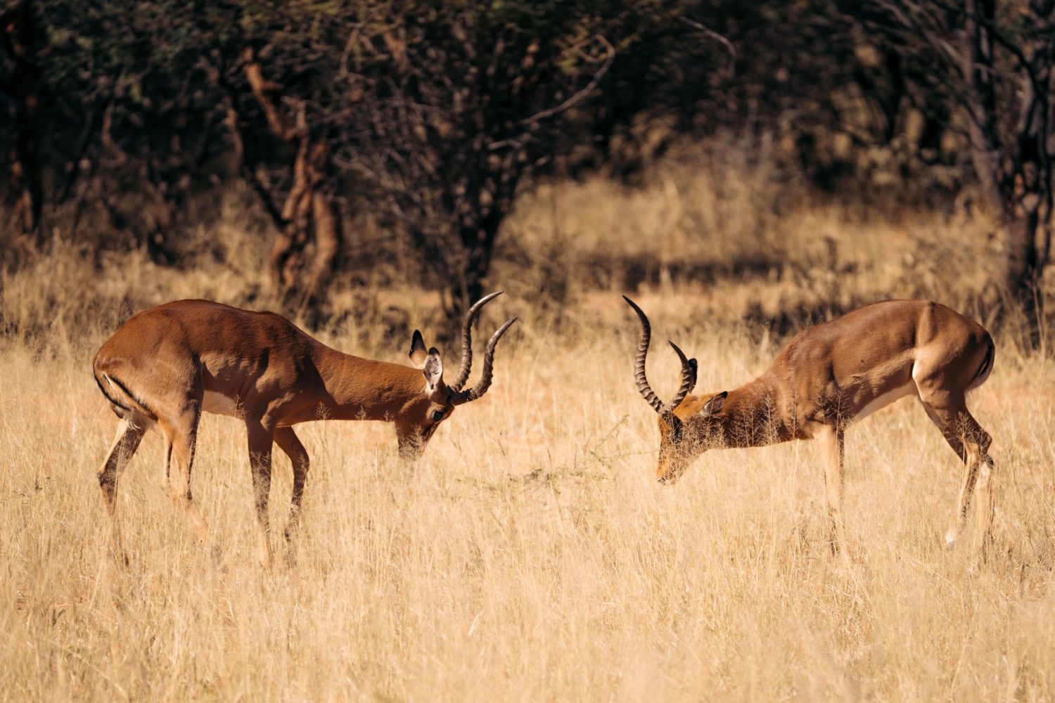 deux springboks qui s'amusent dans la savane