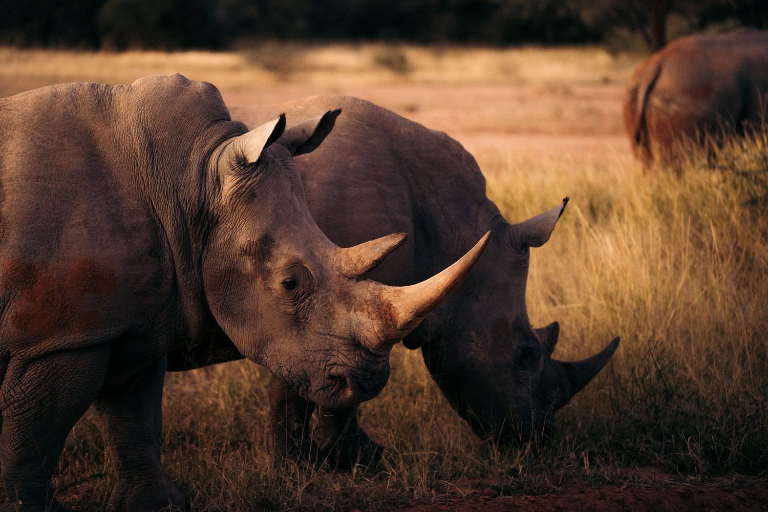 rhinocéros blanc de waterberg dans la savance