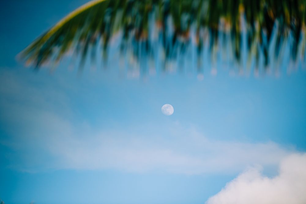 Daytime moon visible through palm fronds against a bright blue sky in Hawaii.