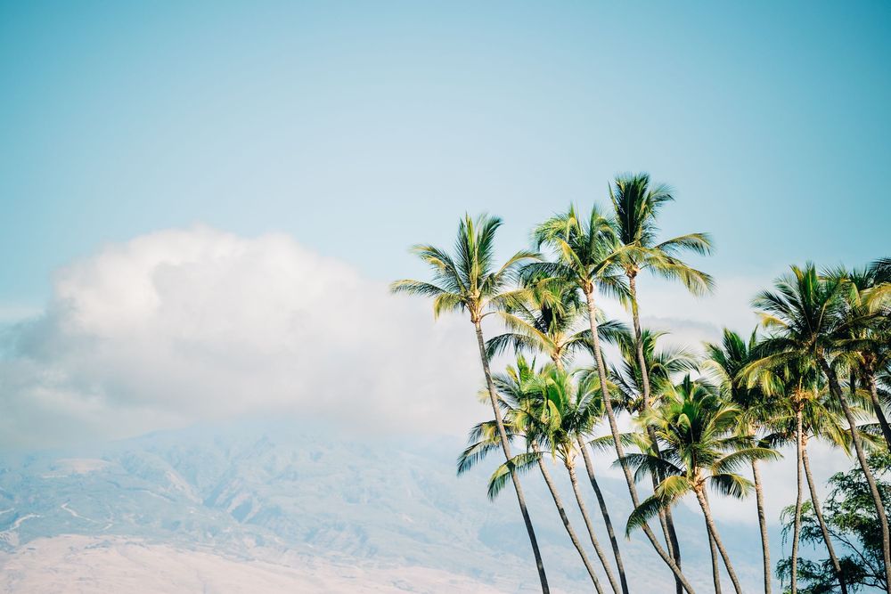 Tall palm trees with lush green fronds against a blue sky with mountains and clouds.