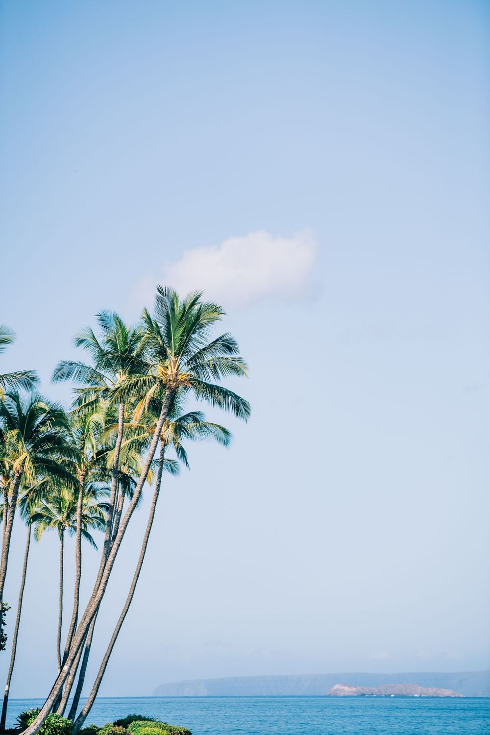 Tall coconut palm trees overlooking a calm blue ocean under a clear sky with one cloud.