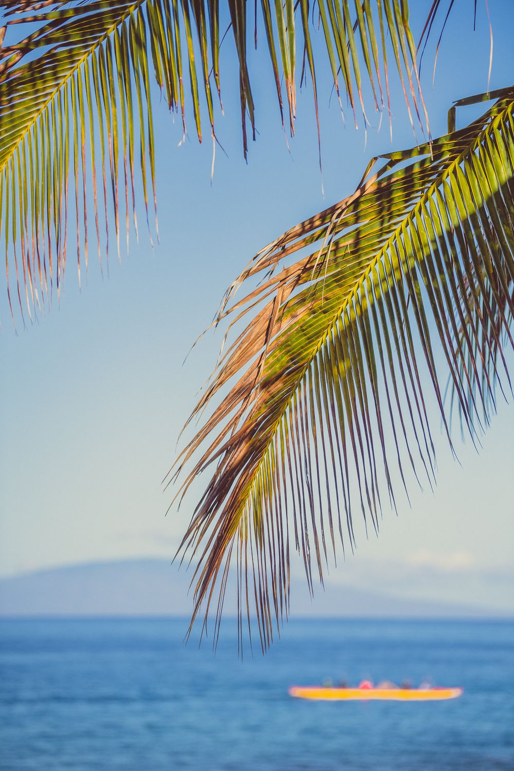 Close-up of a green palm frond framing a calm blue ocean with a kayak in the distance.