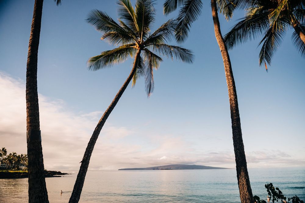 Tall palm trees frame a tranquil ocean view with a distant island on the horizon at golden hour.