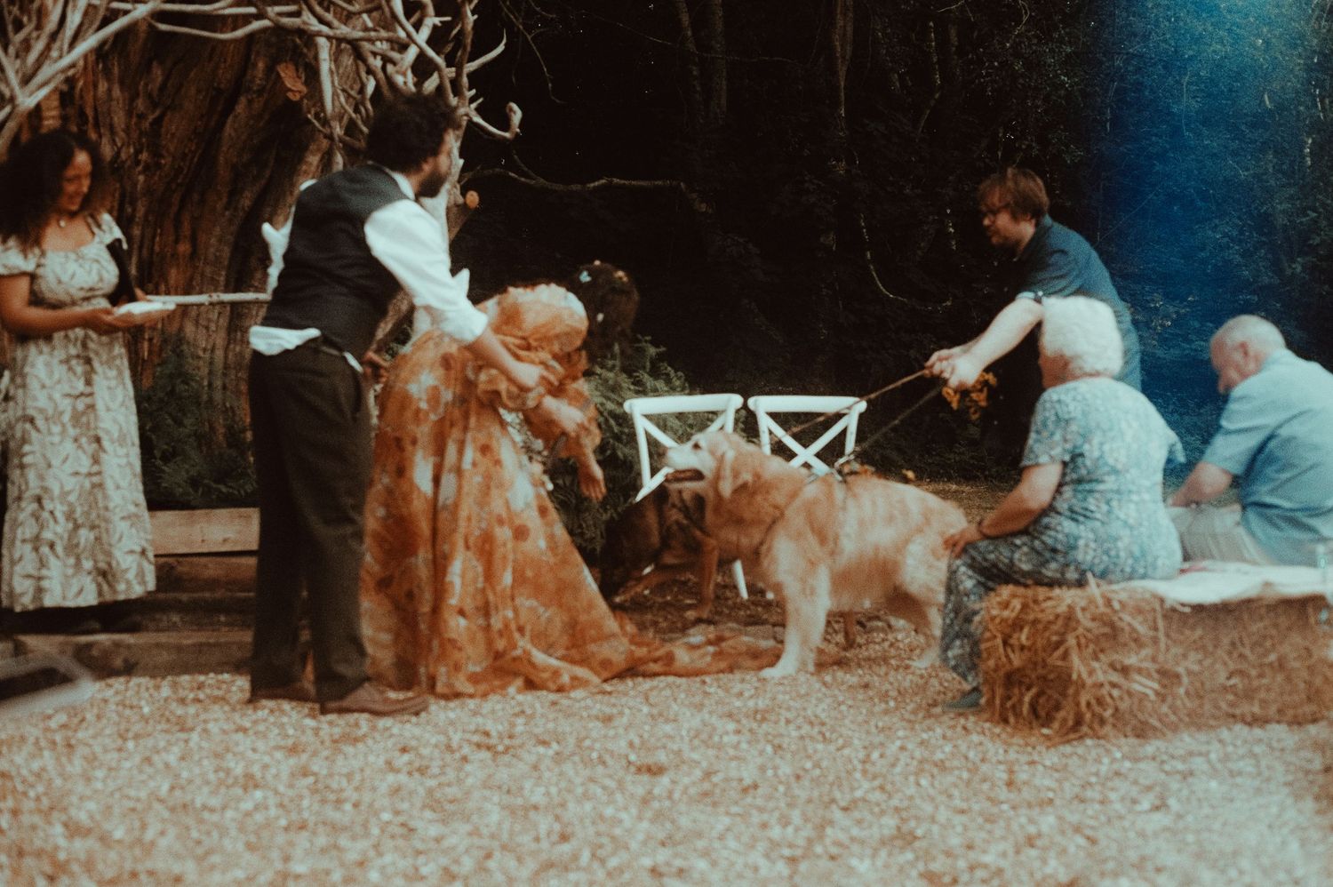 A golden dog mingles with wedding guests in an outdoor ceremony setting with hay bales and lush greenery.